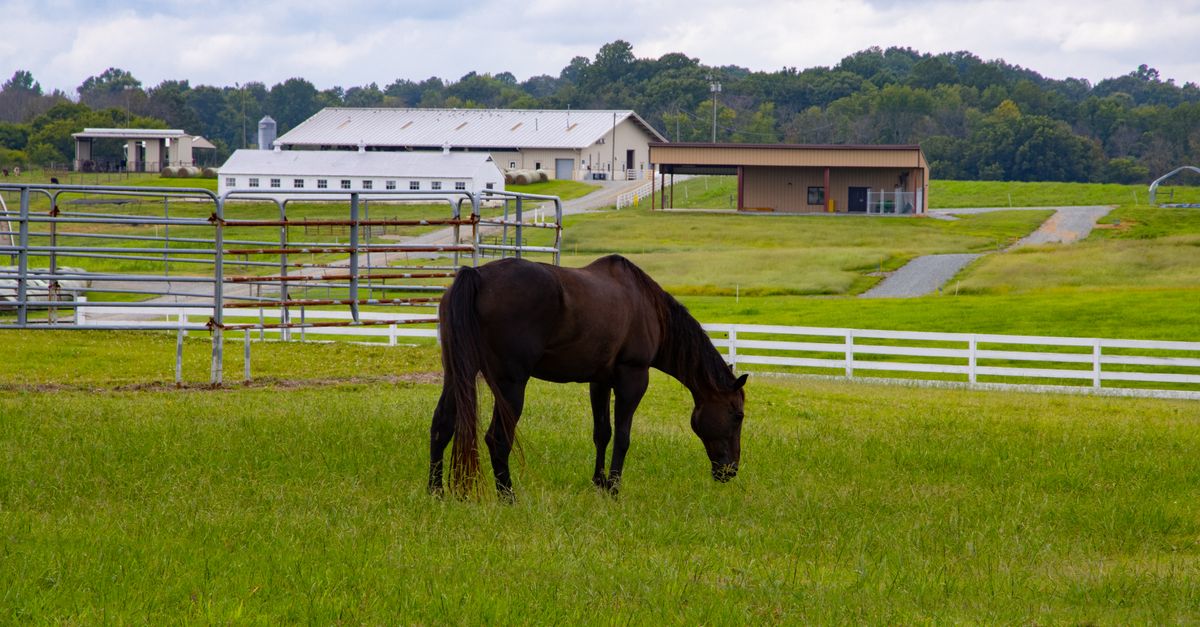 A serene image of a brown horse grazing in a lush green pasture on a farm in North Carolina.